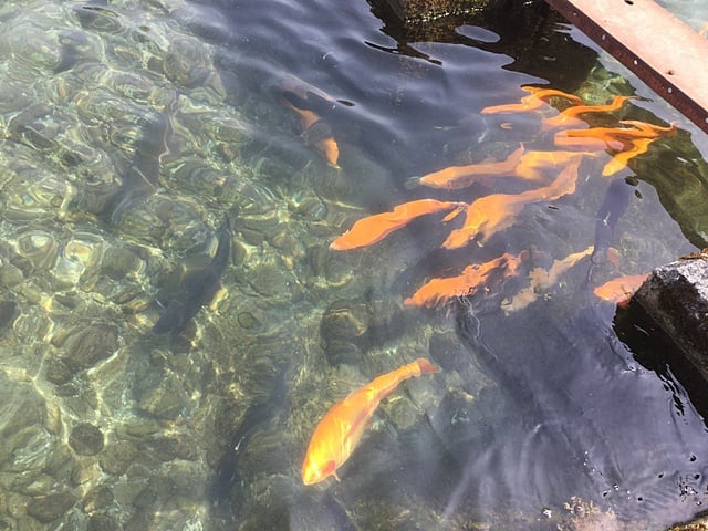 暖かくなってきました。魚達も元気に泳いでいます！